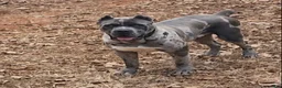 Cane Corso dogs for stud: BLUE MERLE STUD - Ad 2
