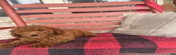 Miniature Labradoodle dogs for sale: gus - Ad 2