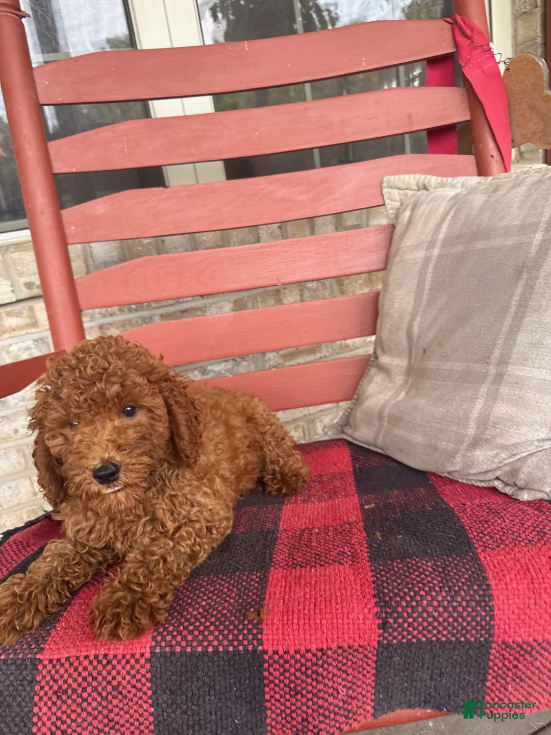 Miniature Labradoodle dogs for sale: gus - Ad 2