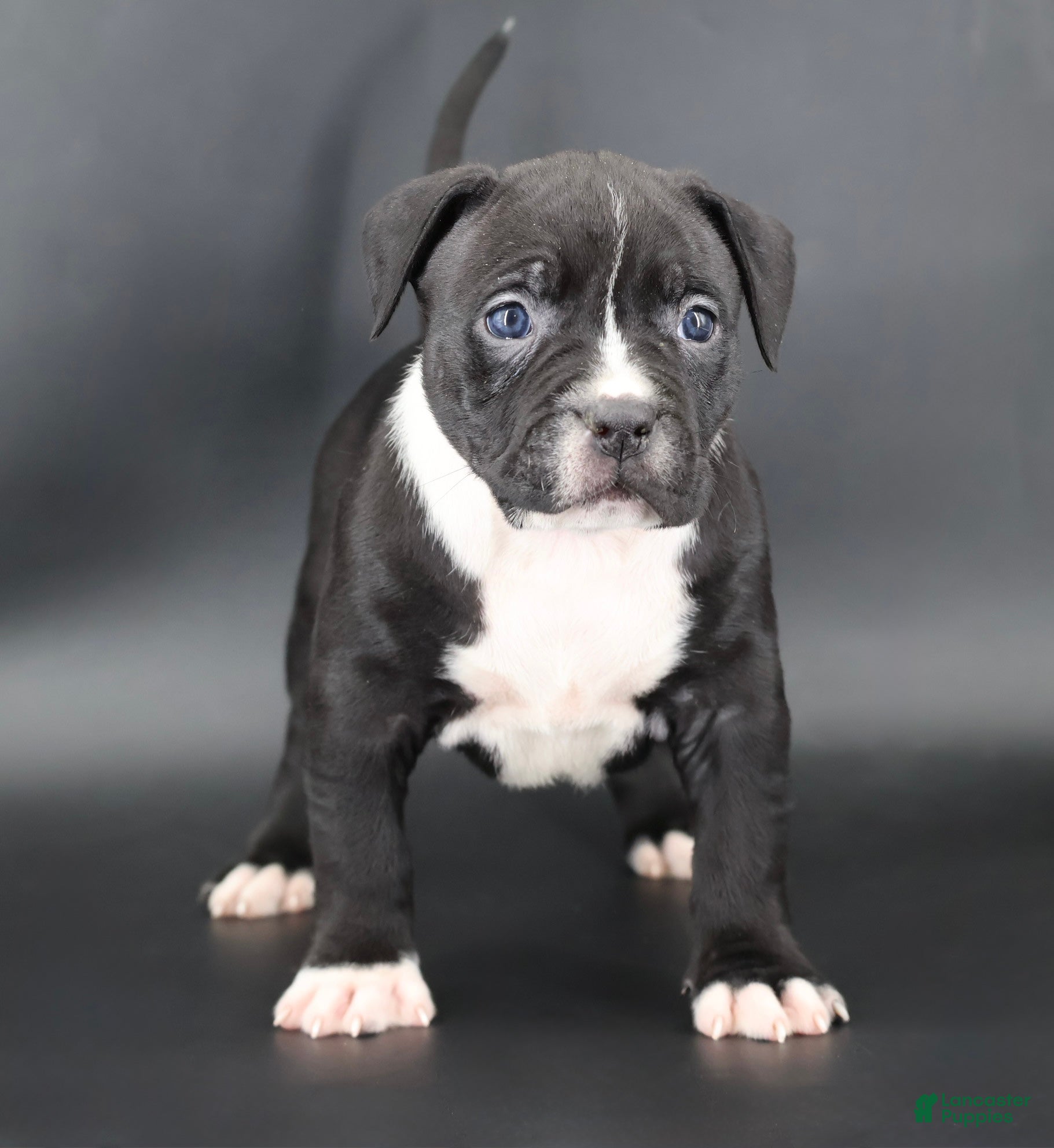 American Bully dogs for sale: Camellia - Ad 3