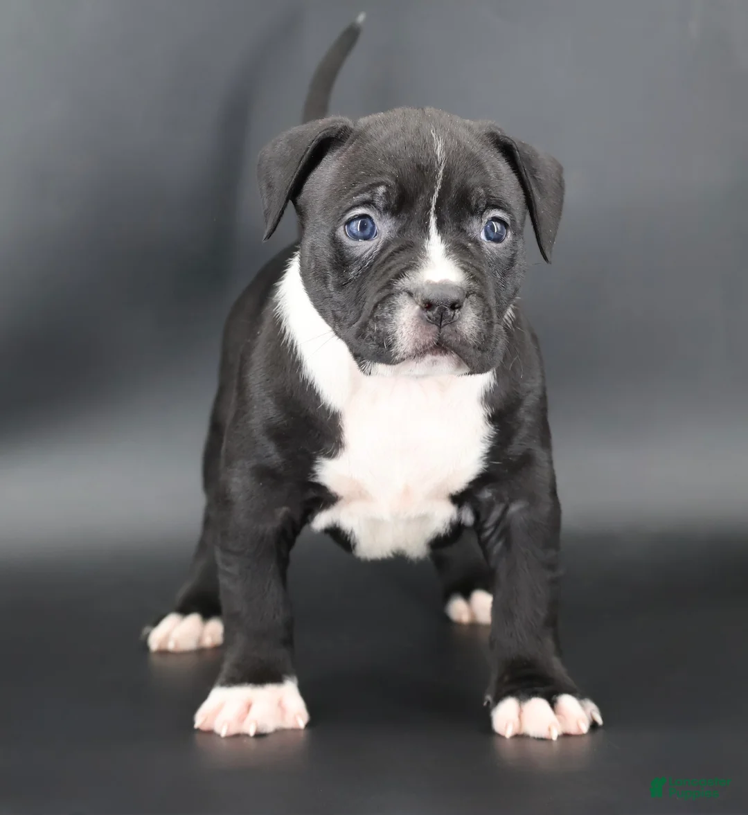 American Bully dogs for sale: Camellia - Ad 1