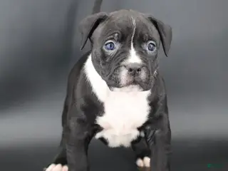 American Bully dogs for sale: Camellia - Ad 3