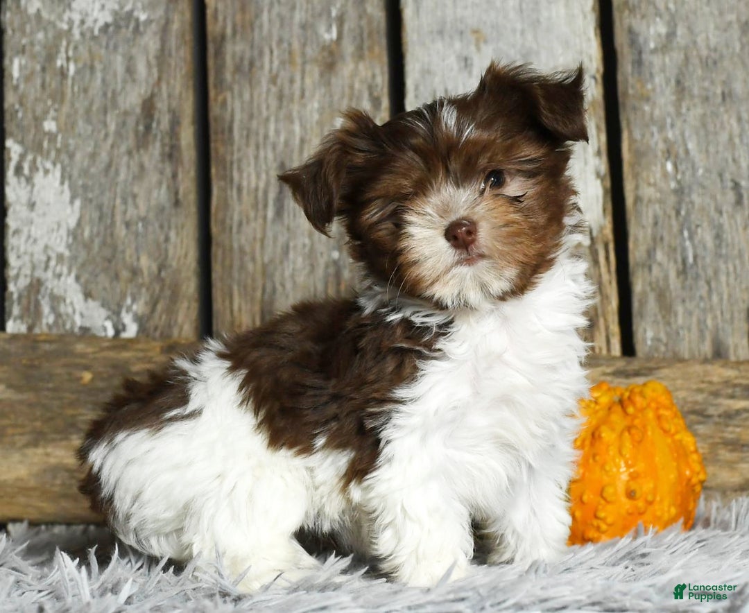 Havanese dogs for sale: Carolina - Ad 4