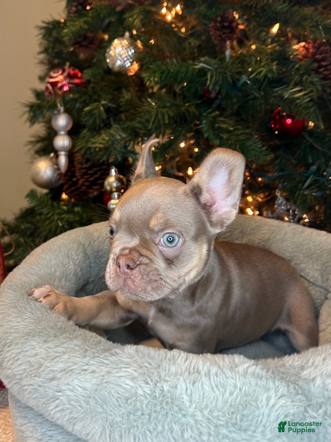 French Bulldog dogs for sale: Ollie Akc - Ad 5