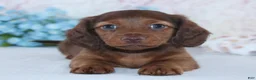 Miniature Dachshund dogs for sale: Hamilton - Ad 2