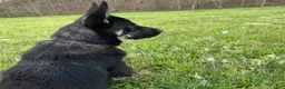 German Shepherd dogs for sale: COMING SOON!! Trained Deterrent Dog!!  - Ad 9