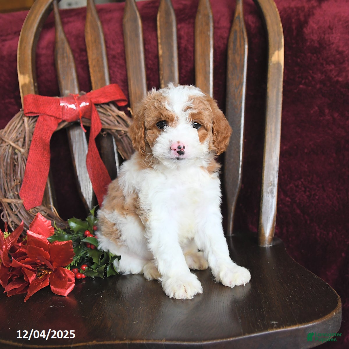 Cavapoo dogs Marlin - Ad 22