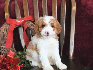 Cavapoo dogs Marlin - Ad 39