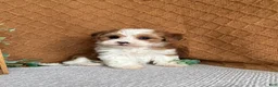 Havanese dogs for sale: Denali - Ad 1