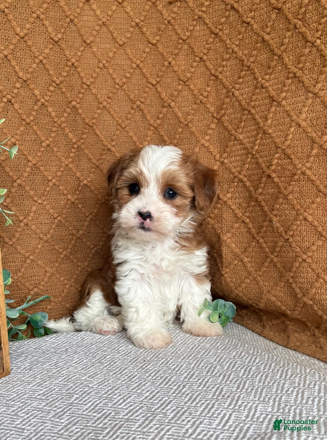 Havanese dogs for sale: Denali - Ad 1