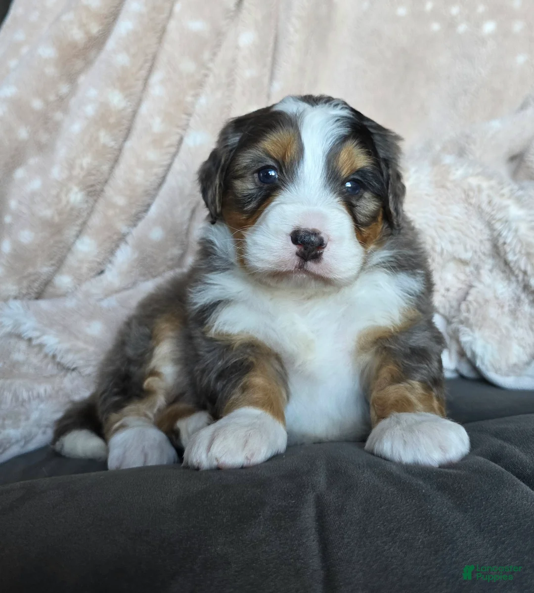 Mini Bernedoodle dogs for sale: Mini Watts  - Ad 1