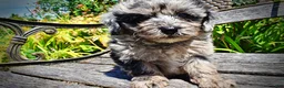 Havapoo dogs for sale: Indy - Ad 8