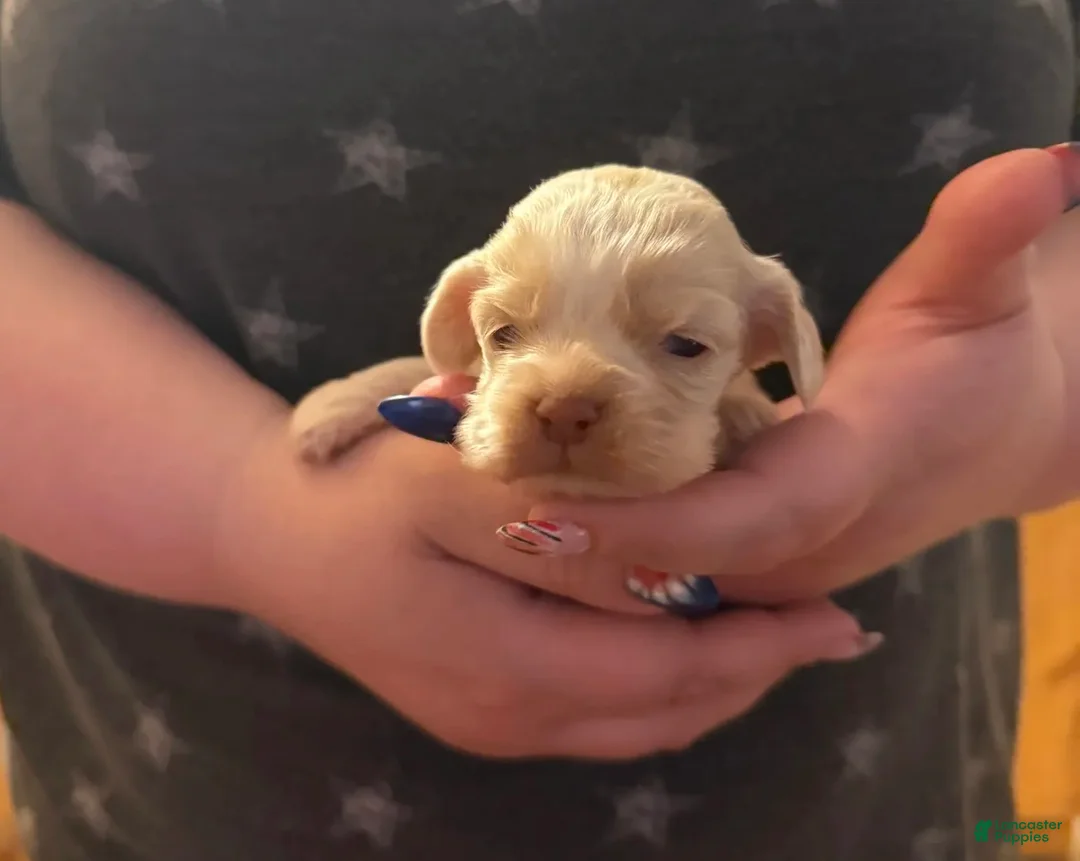 Cocker Spaniel dogs for sale: Jonesie - Ad 1