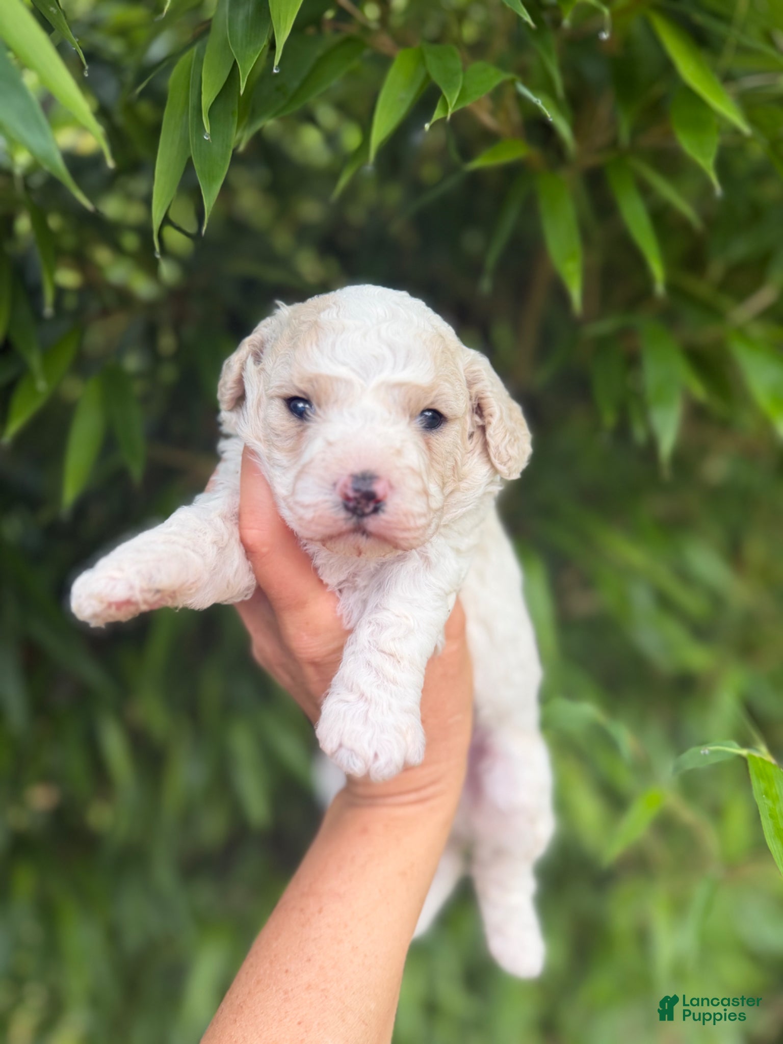 Cavachon dogs Cavachon Puppy 2 - Ad 3