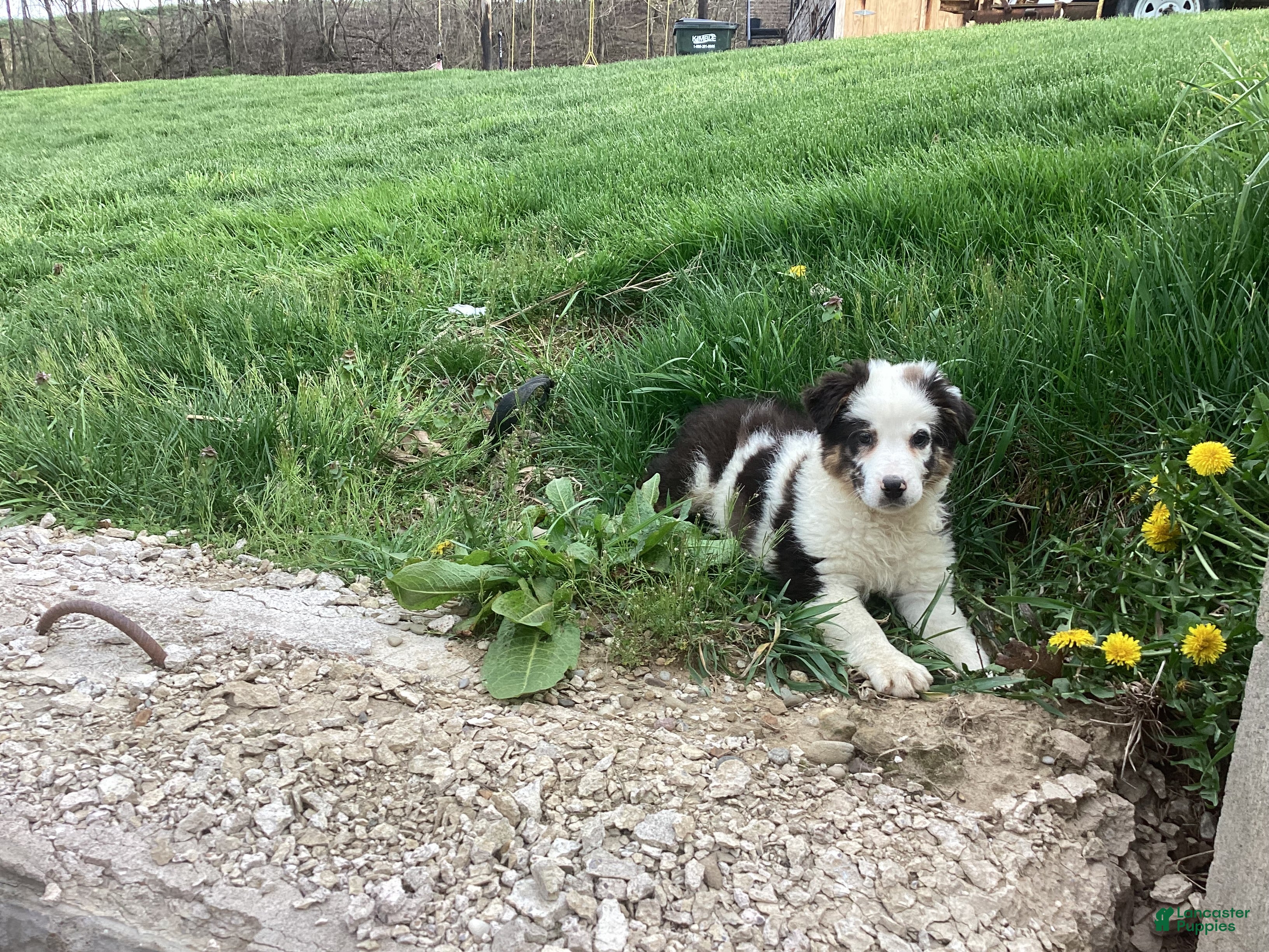 Australian Shepherd dogs Paxton - Ad 1