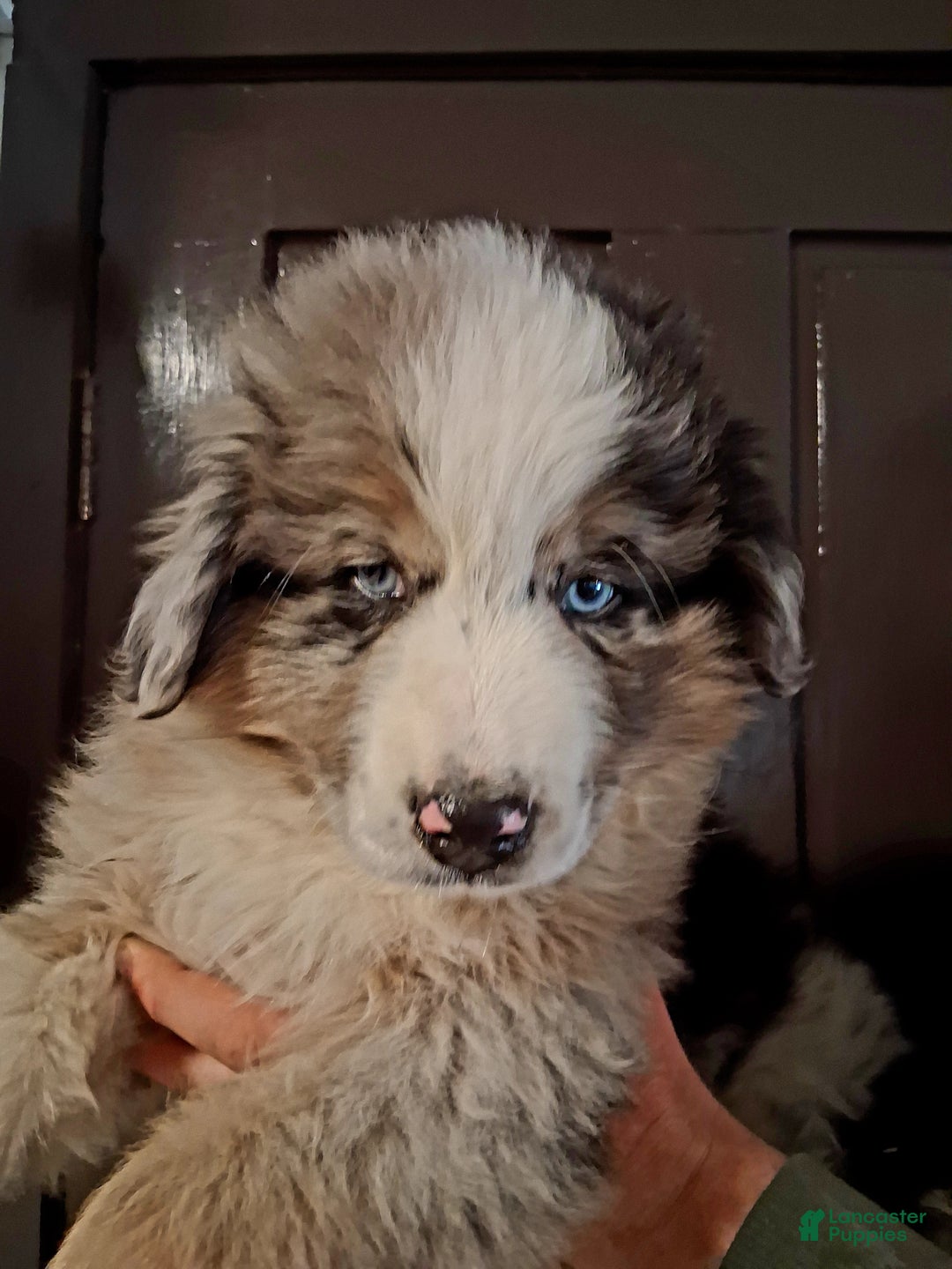 Miniature Australian Shepherd dogs for sale: Buck - Ad 2