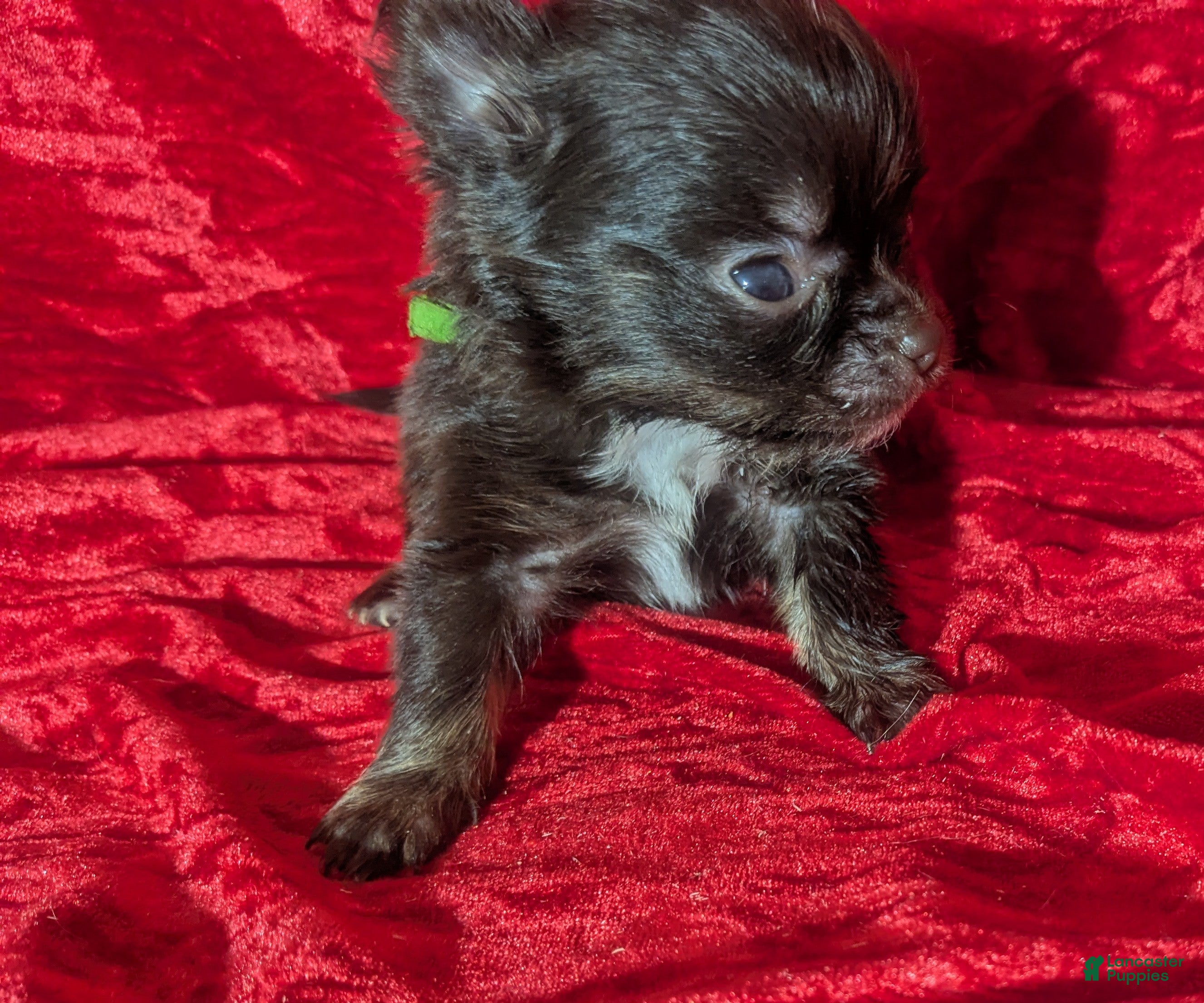 Chihuahua dogs Teacup Apple Head Twix    - Ad 13