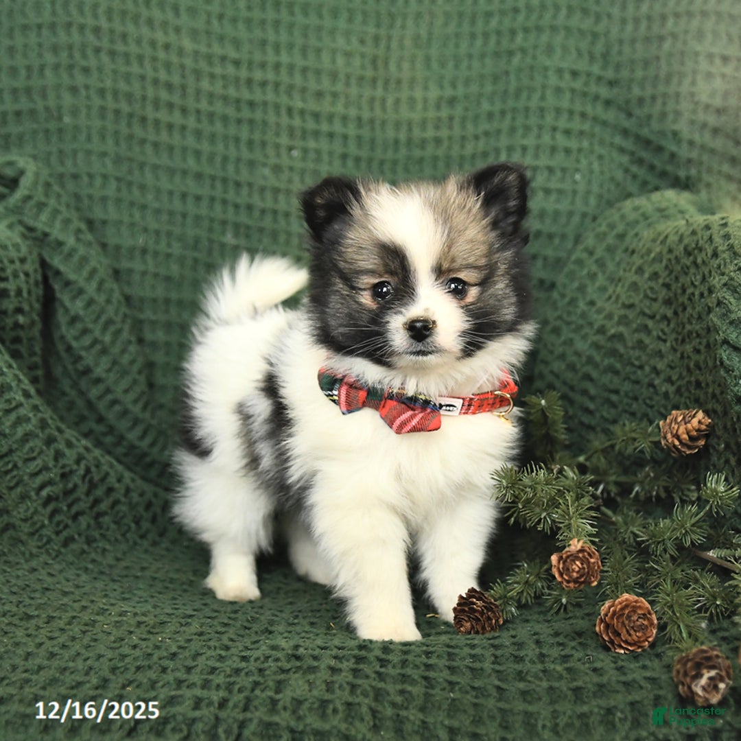 Pomeranian dogs for sale: Darlene - Ad 1