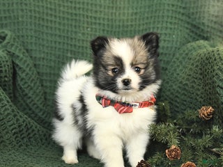 Pomeranian dogs Darlene - Ad 12