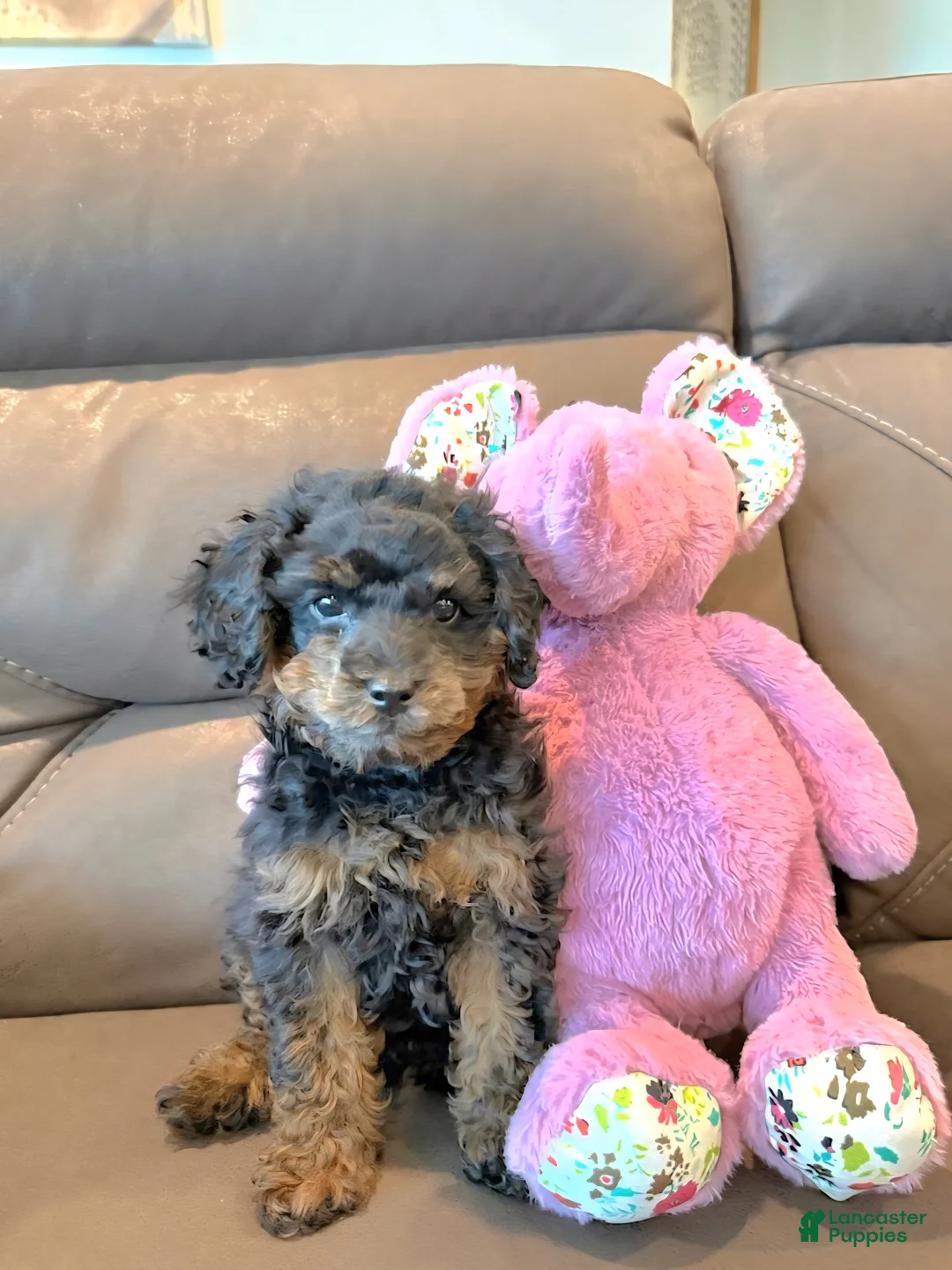 Toy Poodle dogs for sale: Coco - Ad 2