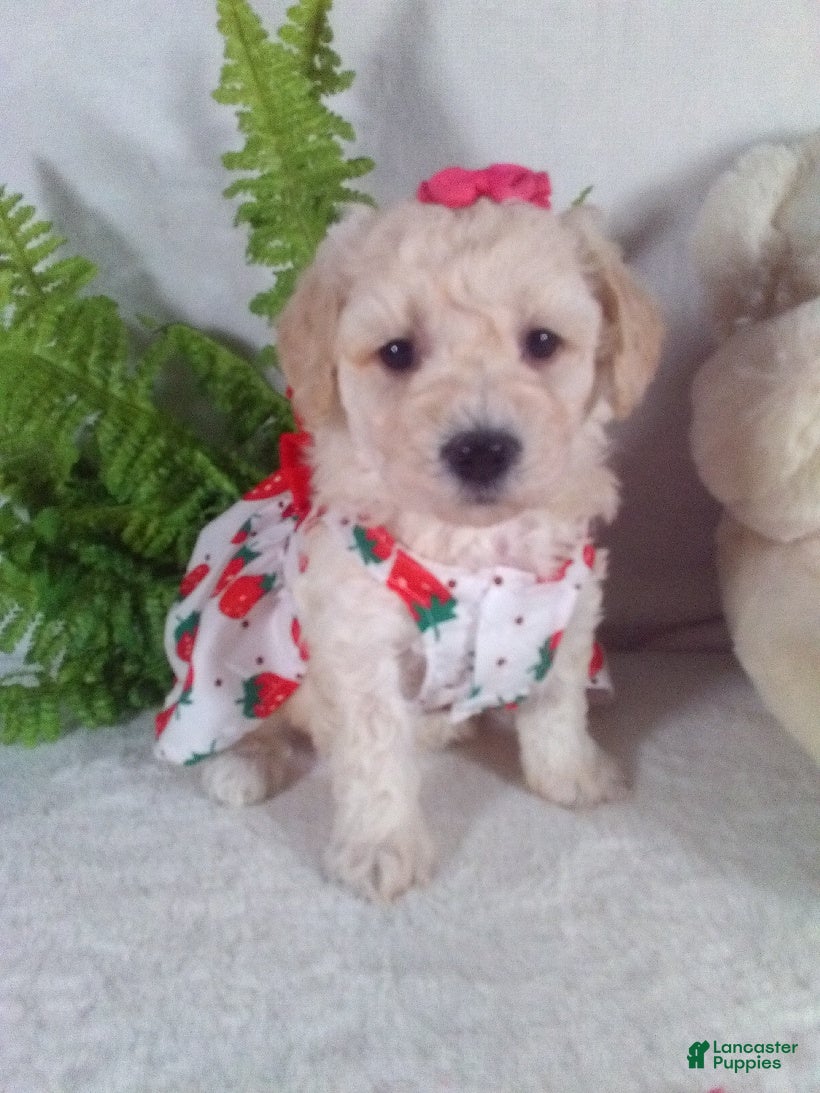 Bichpoo dogs Allie - Ad 11