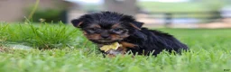 Yorkshire Terrier dogs for sale: Luca - Ad 5