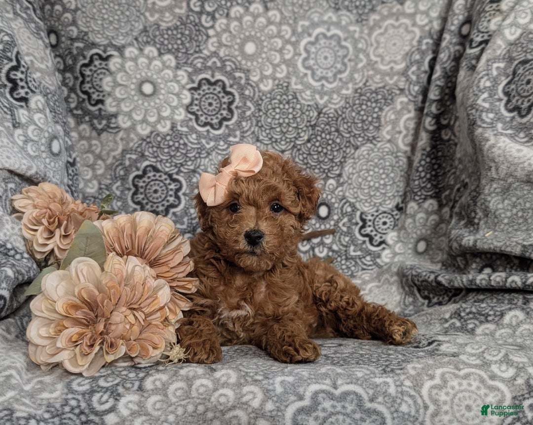 Mini Goldendoodle dogs for sale: Fiona 15 lbs Full Grown Hypoallergenic - Ad 5