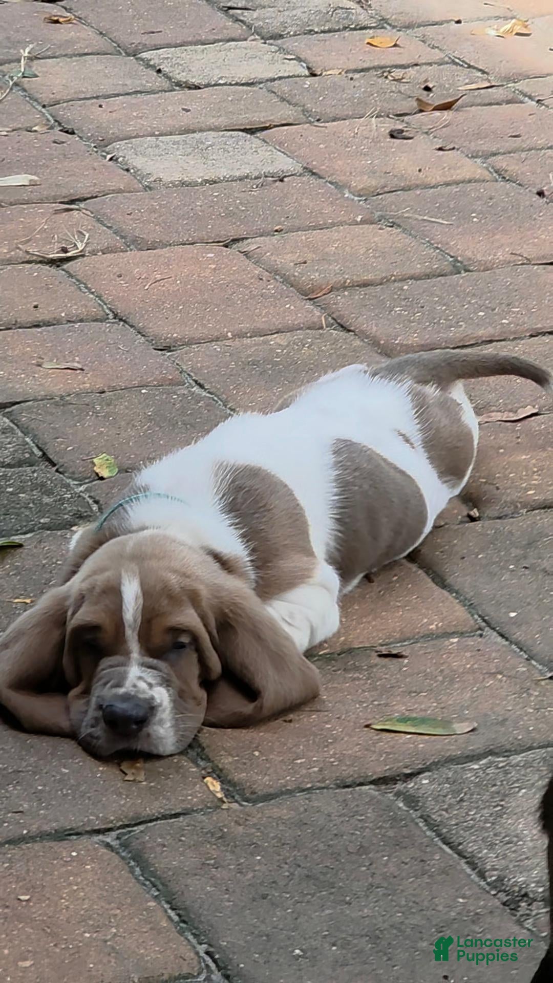 Basset Hound dogs for sale: 💙 READY NOW ADORABLE  - Ad 4