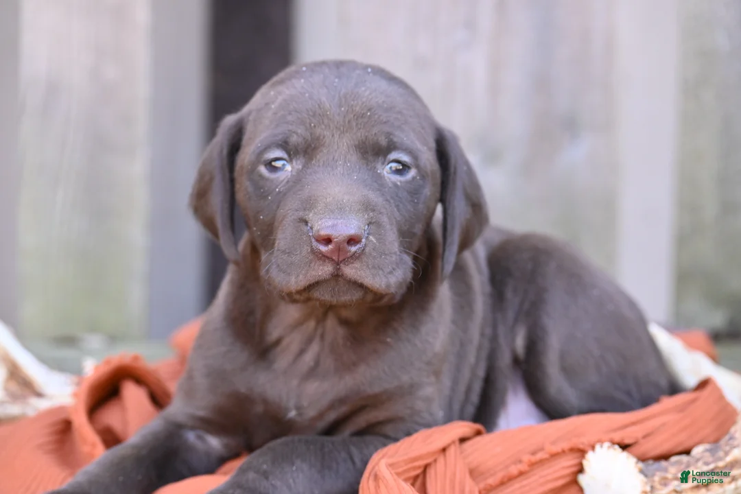 German Shorthaired Pointer dogs for sale: Buck - Ad 2