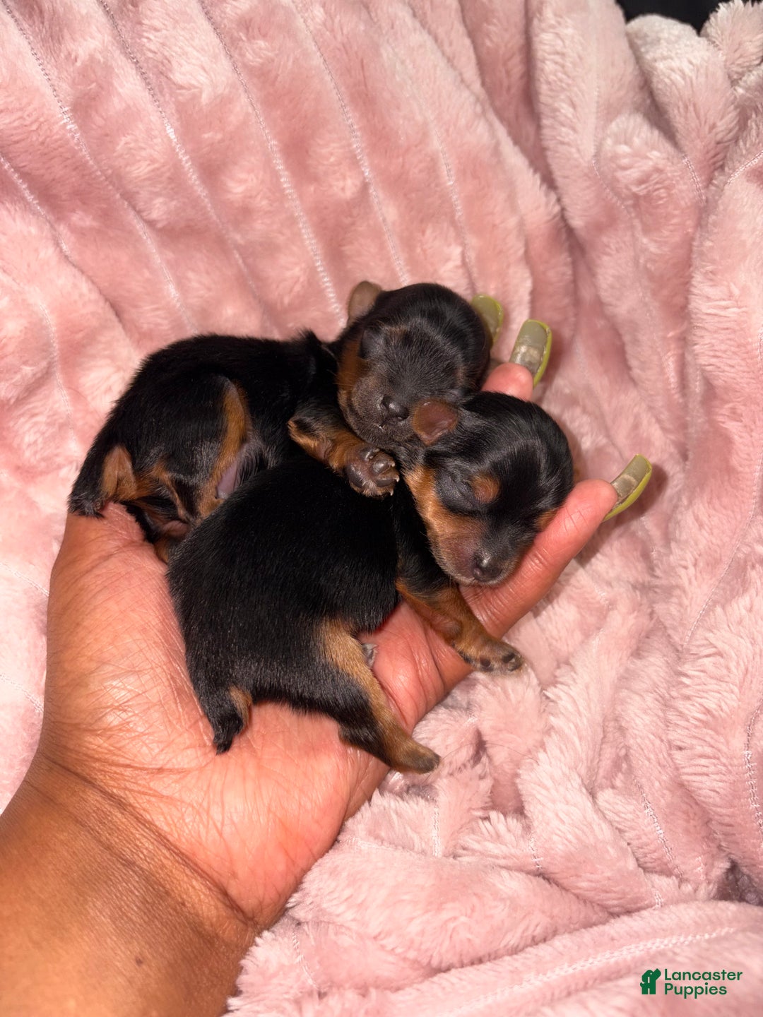 Yorkshire Terrier dogs for sale: Blue  - Ad 3