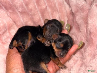 Yorkshire Terrier dogs Blue - Ad 32