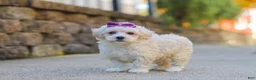 Maltipoo dogs for sale: Ember - Ad 4
