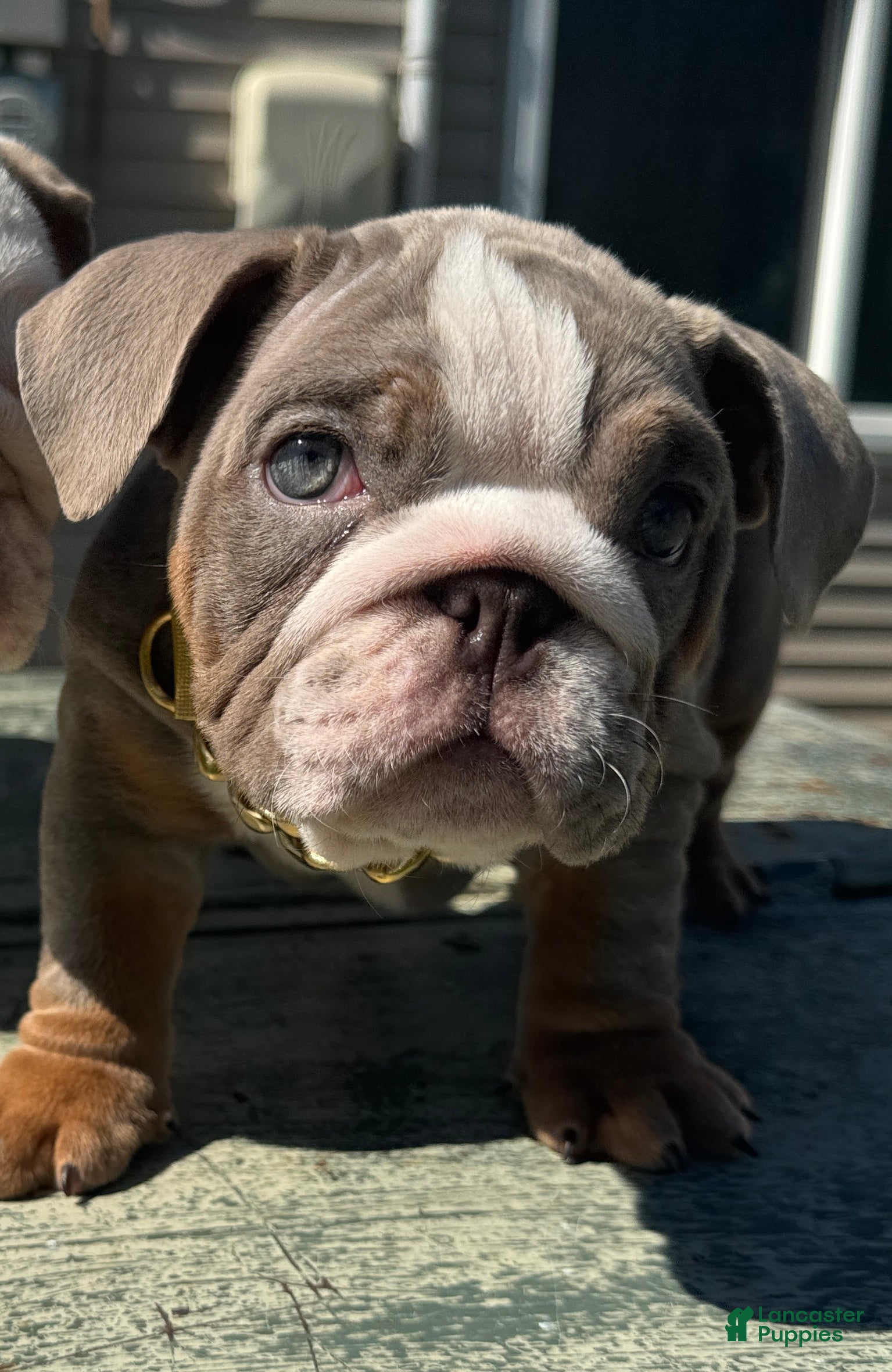 English Bulldog dogs London - Ad 16