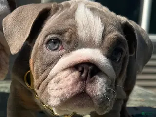 English Bulldog dogs London - Ad 16