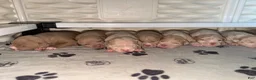 American Bully dogs for sale: Solid female - Ad 7