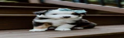 Miniature Australian Shepherd dogs for sale: Thunder - Ad 1
