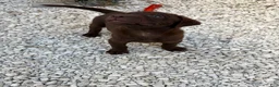 Labrador Retriever dogs for sale: Labrador Retriever Puppy 5 - Ad 3
