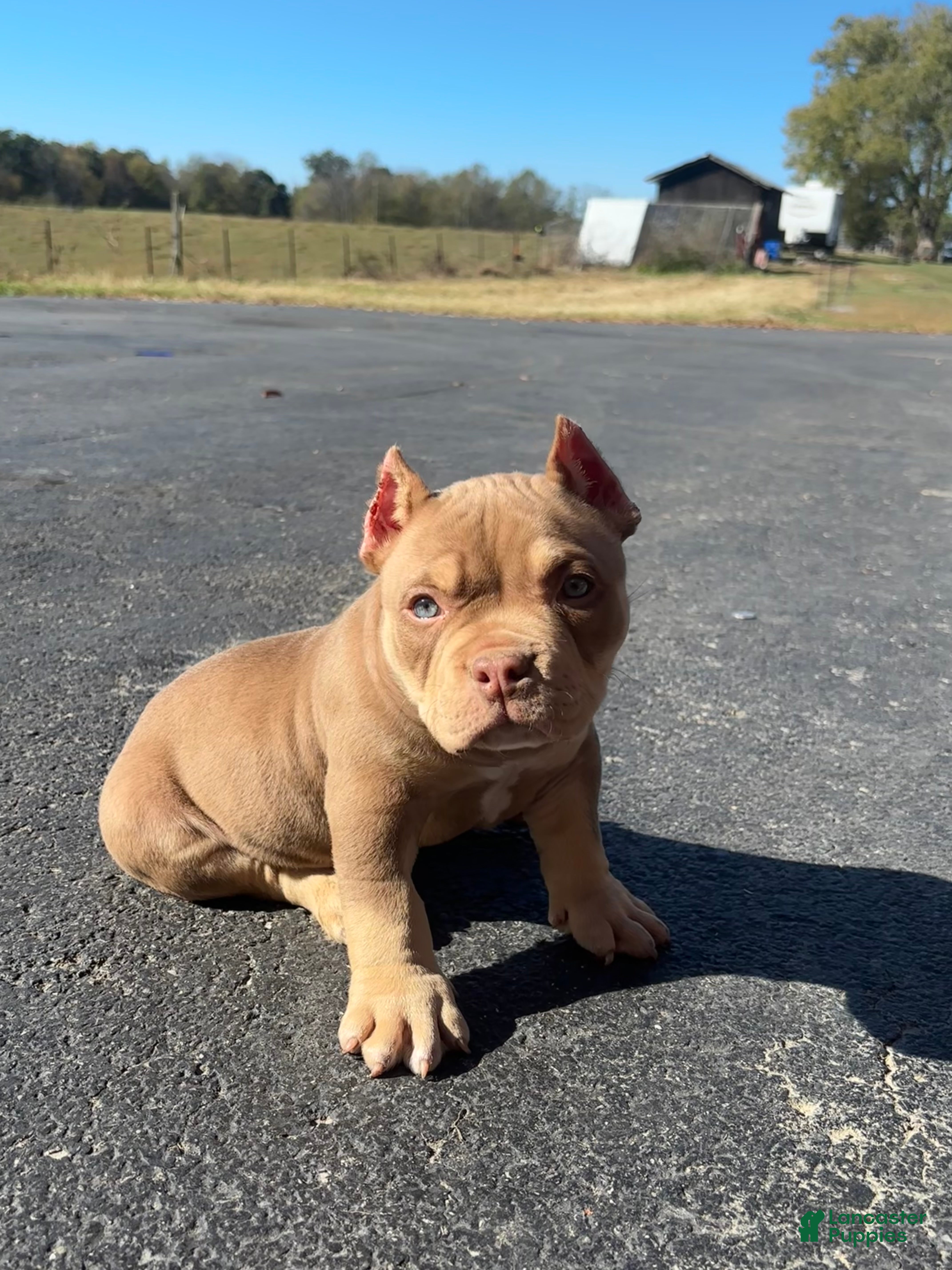 American Bully dogs for sale:  1 - Ad 1
