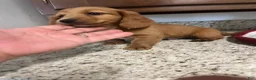 Miniature Dachshund dogs for sale: Winter - Ad 4