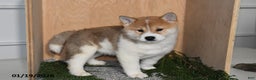 Shiba Inu dogs for sale: Finn - Ad 3