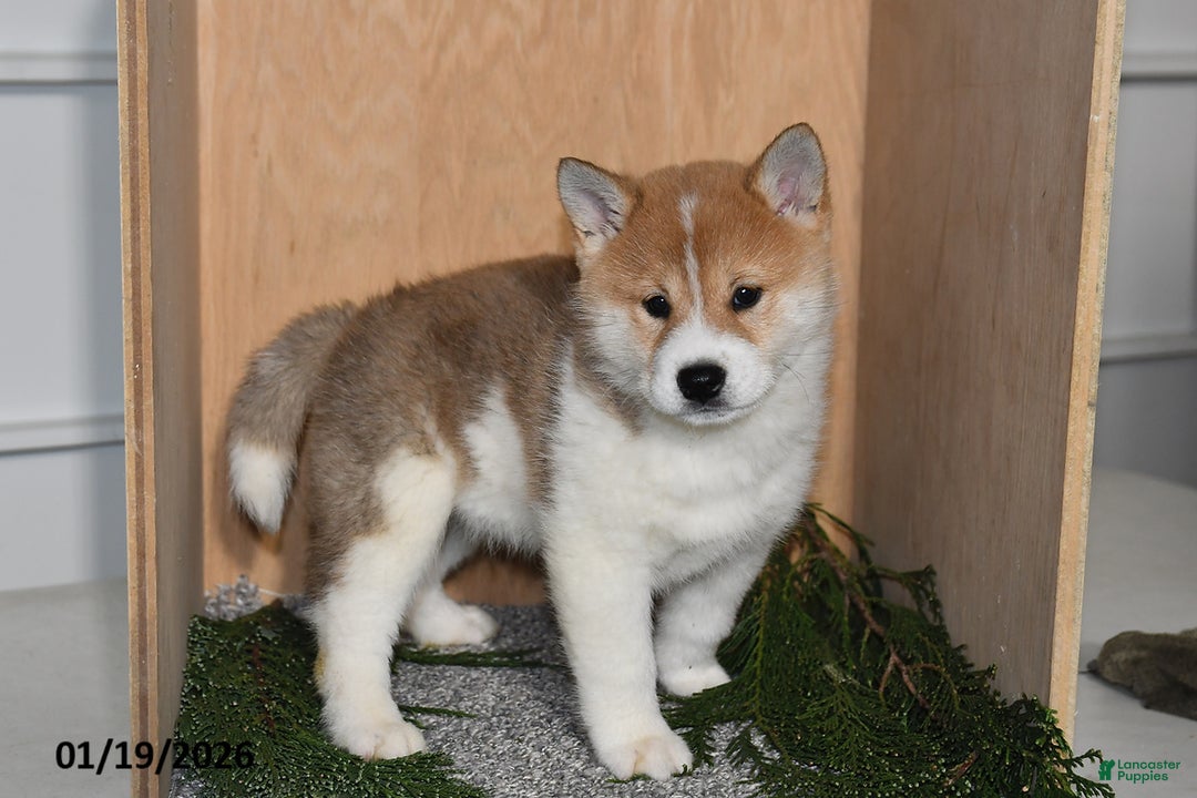 Shiba Inu dogs for sale: Finn - Ad 3