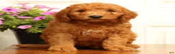 Mini Goldendoodle dogs for sale: Dallas - Ad 4