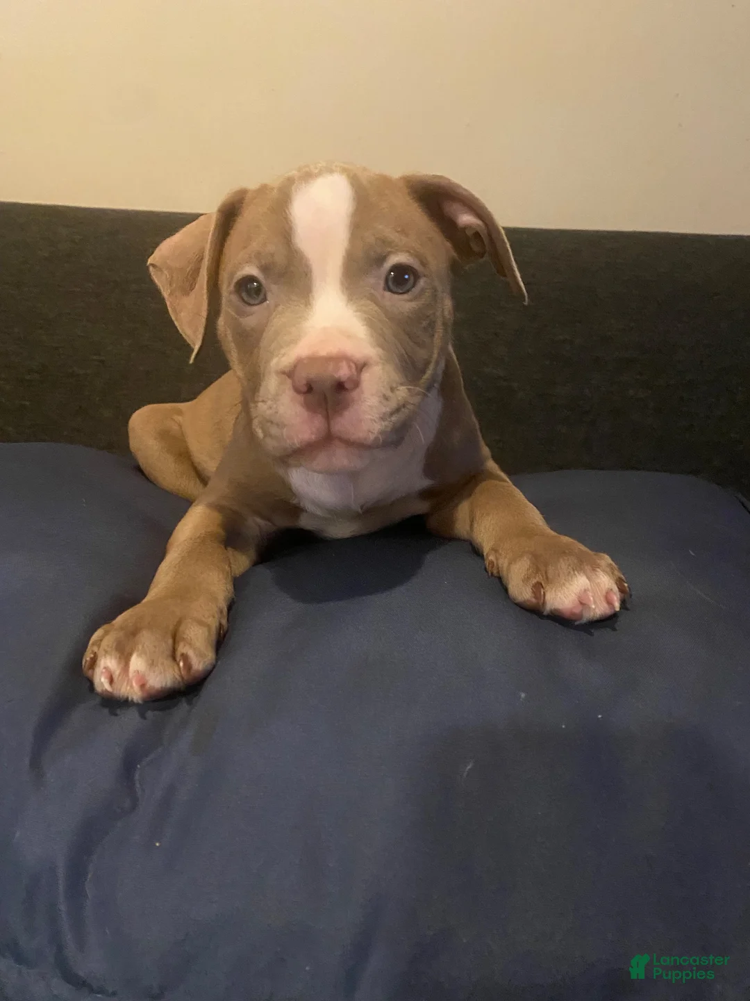 American Pit Bull Terrier dogs for sale: American Pit Bull Terrier 1 - Ad 1