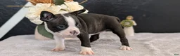 Boston Terrier dogs for sale: Mya - Ad 12
