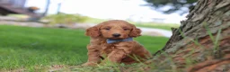 Mini Goldendoodle dogs for sale: Scrappy - Ad 4