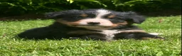 Bernese Mountain Dog dogs for sale: Cassie  - Ad 1