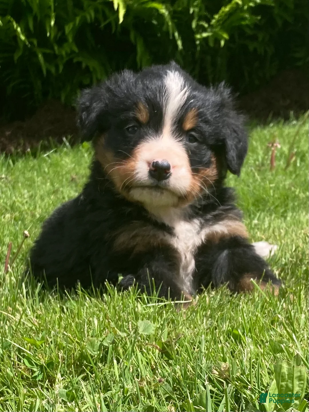 Bernese Mountain Dog dogs for sale: Cassie  - Ad 1