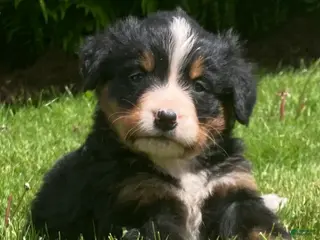 Bernese Mountain Dog dogs for sale: Cassie - Ad 2