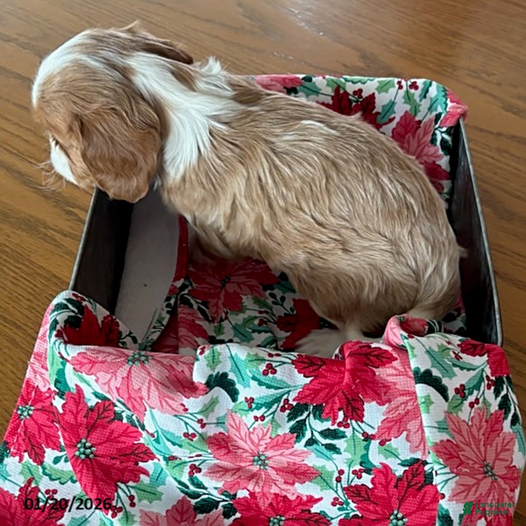 Cavalier King Charles Spaniel dogs for sale: Anise - Ad 4