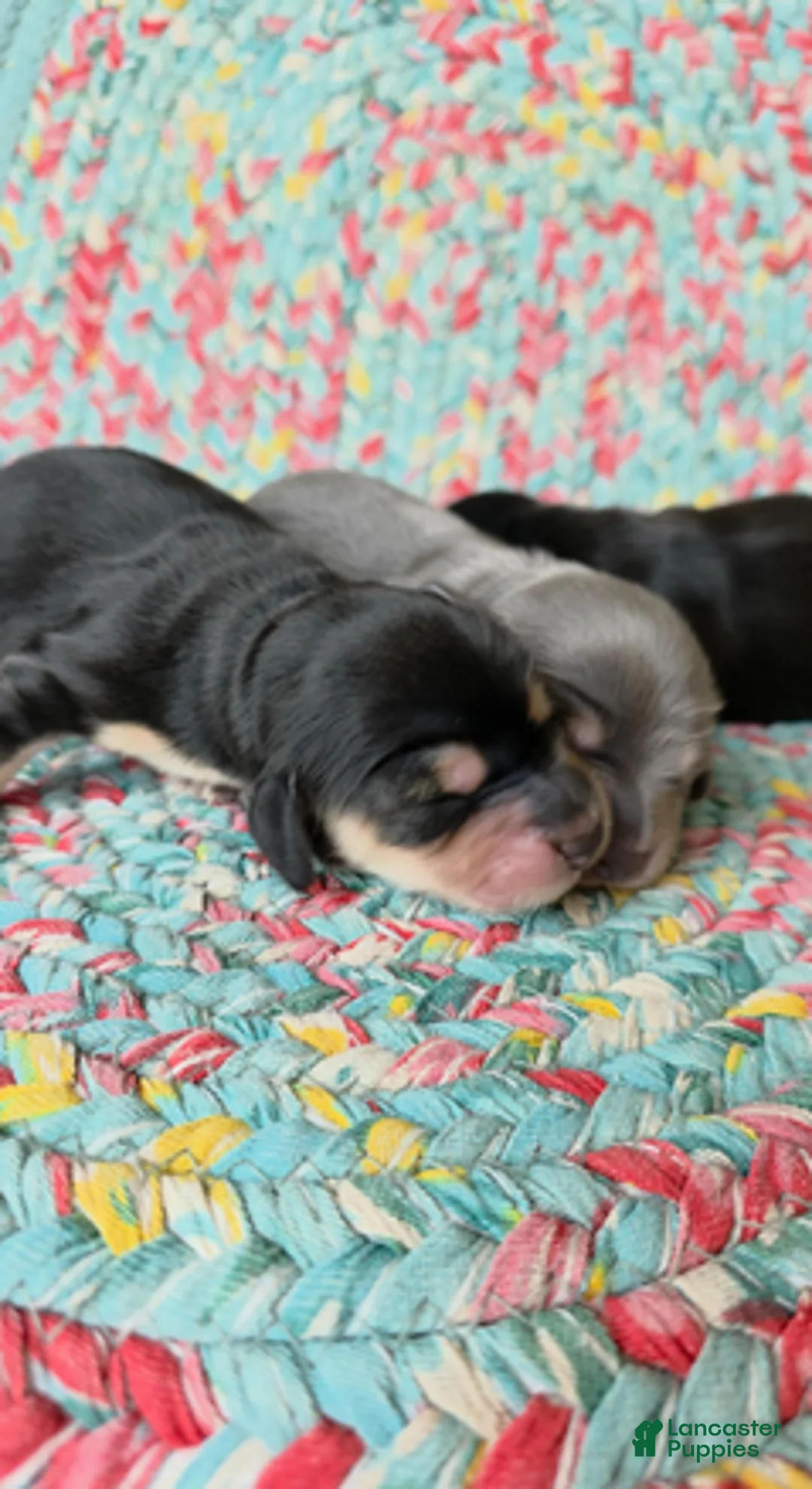 Dachshund dogs for sale: Rudy black and cream - Ad 2